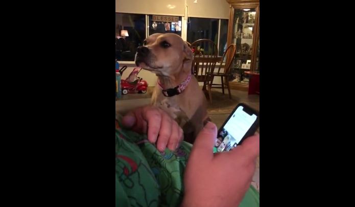 Dog Demands Attention From Owner After Spending Several Days Apart