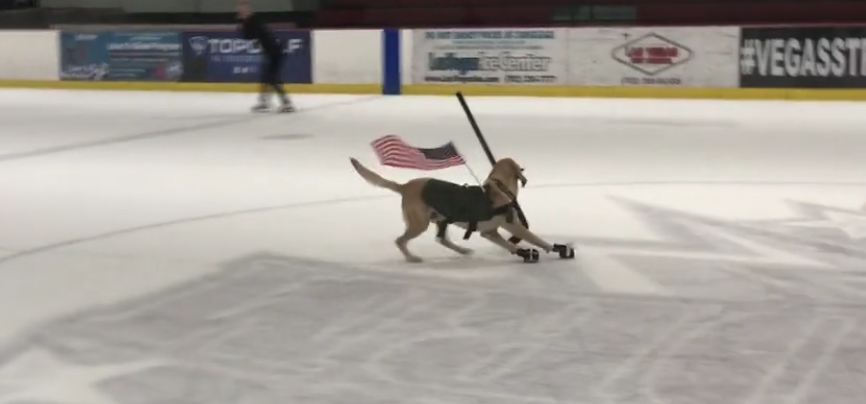 Meet the world’s first ice skating Dog