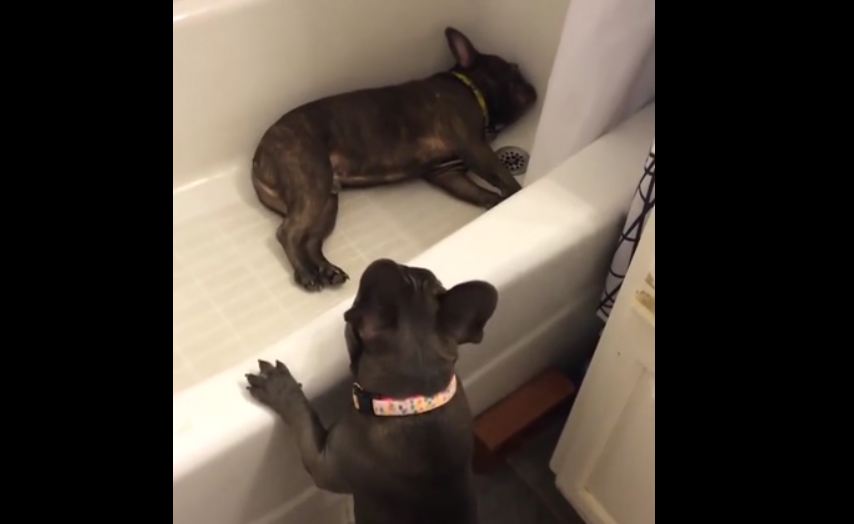 French Bulldog Uses Bathtub To Hide From Annoying Puppy