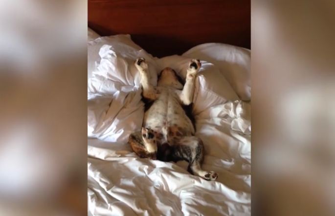 Despite His Owner’s Urges, This Sleepy Pup Refuses To Wake Up