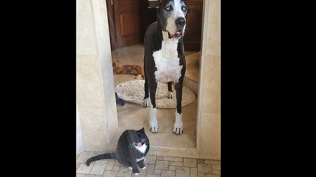 This Great Dane Is Speechless After Seeing What The Cat Does. Can’t Blame Her!