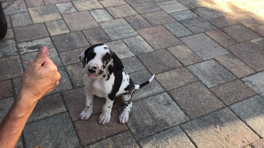Great Dane puppy’s first experience with chicken