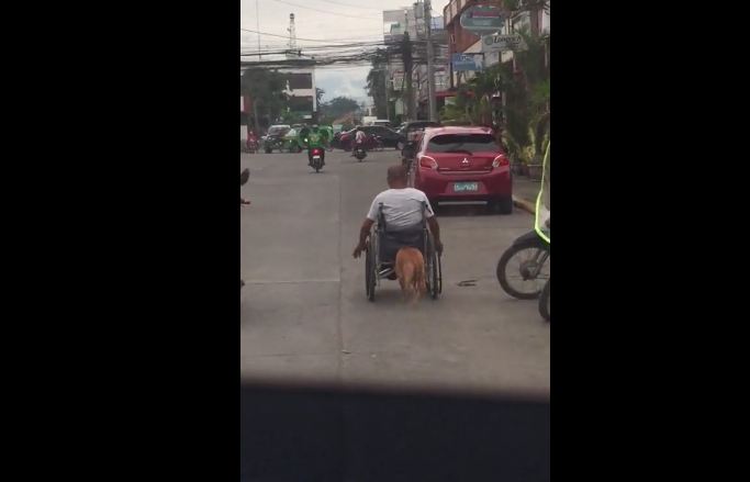 Loyal Dog Helps Paralyzed Owner Push His Wheelchair