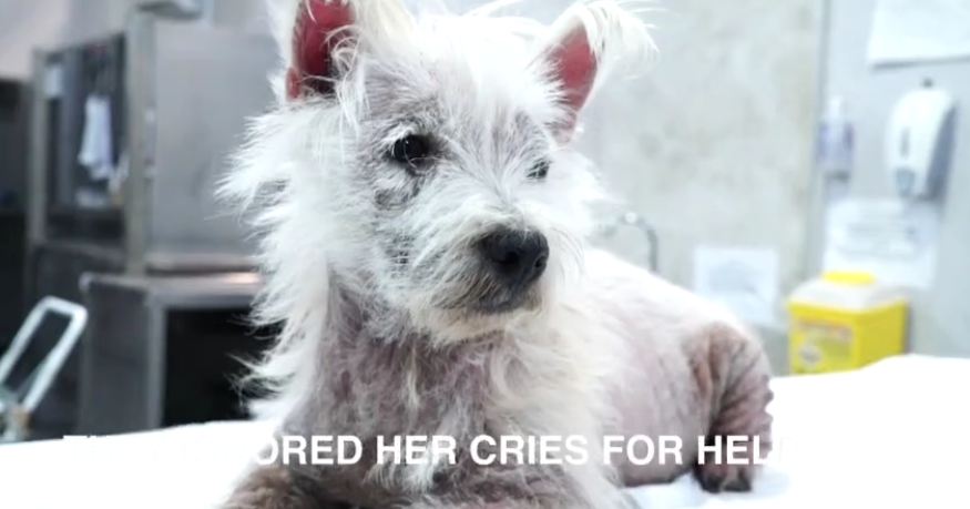 Abandoned dog was ready to die, then something incredible happens