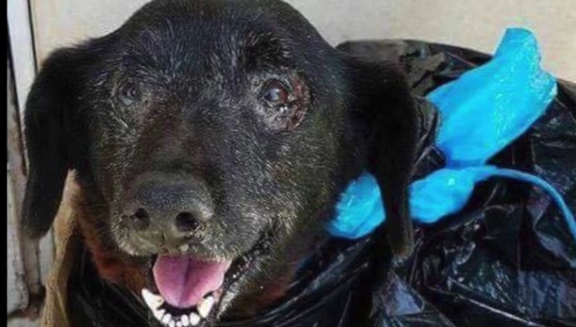 Dumped In A Trash Bag, Sweet Senior Dog Gets Second Chance