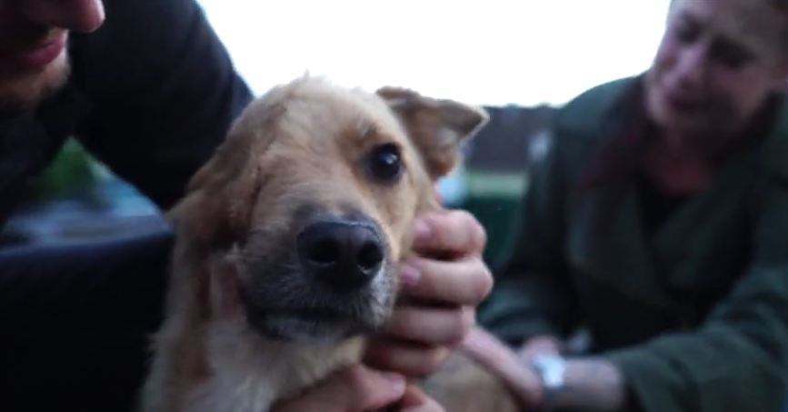 Dog with half a face reunited with family