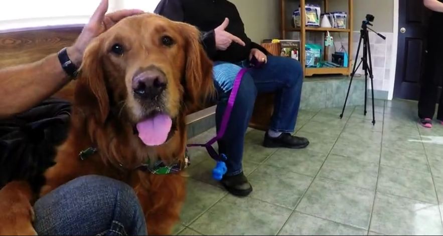 Veterinarians show touching compassion for miracle dog