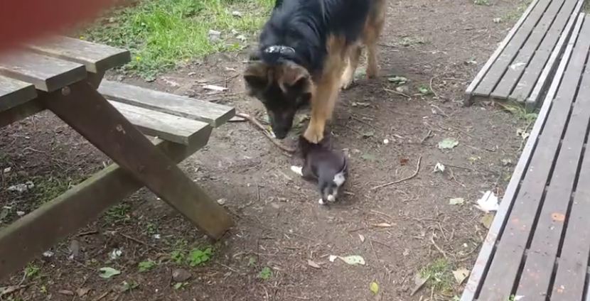 German Shepherd steals every stick puppy touches