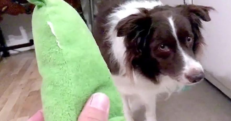 Border Collie has peculiar reaction to squeaky toy