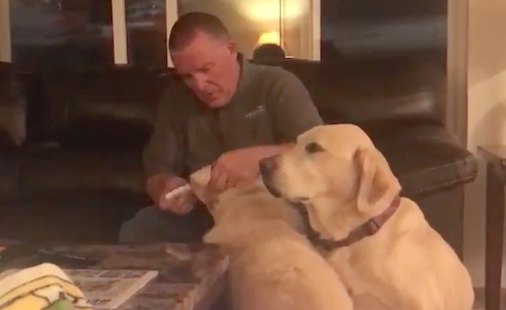 Dog Watches Sister Get Ear Drops, Adorably Thinks He Needs Them Too