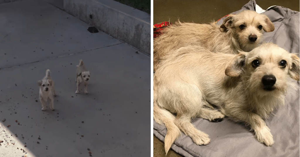 Yogi and Boo-Boo took refuge in a schoolyard and evaded rescue for weeks until…