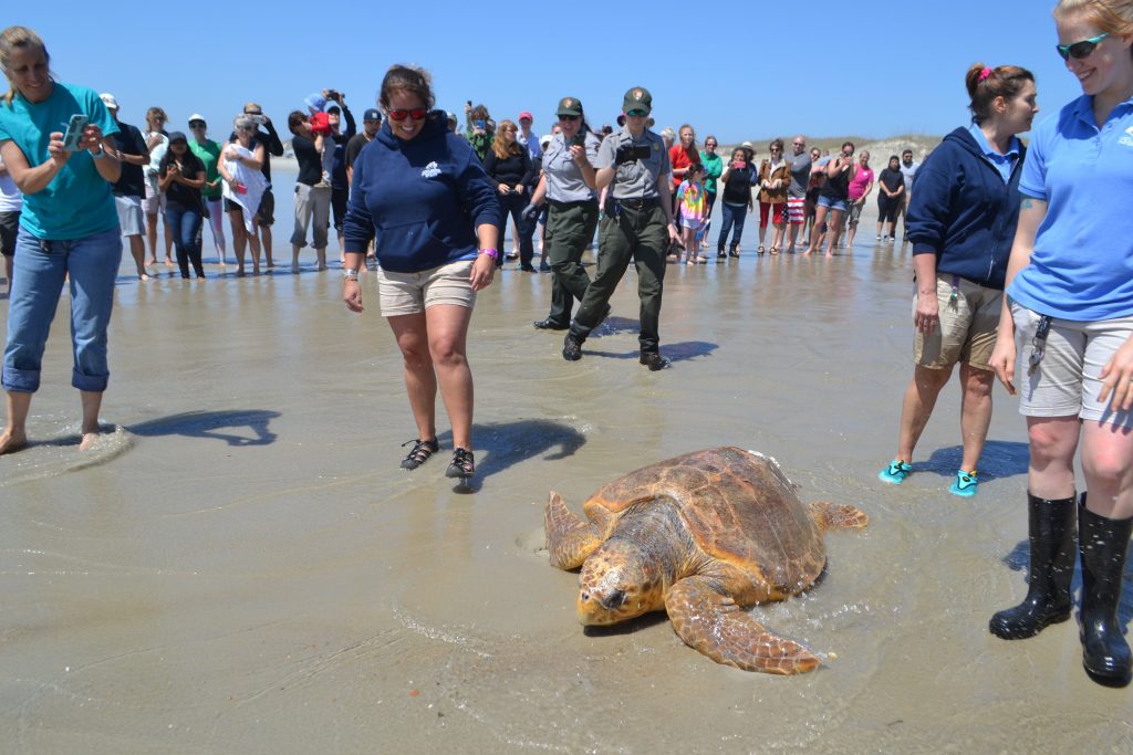 Rescued sea turtle released back to the ocean