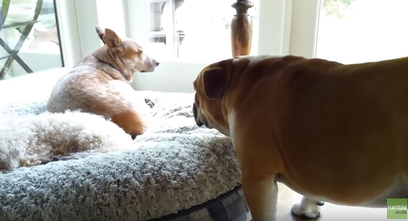 Bulldog Throws priceless temper tantrum for his stolen bed