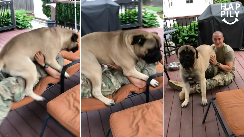 Giant Bullmastiff Lavishes US Soldier With Kisses On Return Home