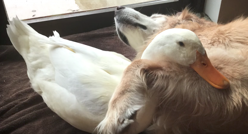 Leave It To A Golden Retriever To Become Best Friends With A Duck