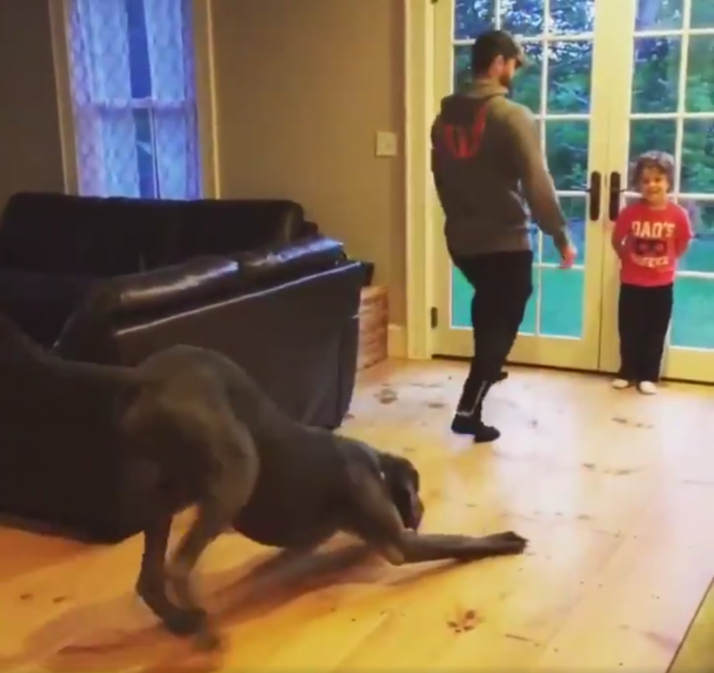 Great Dane Just Wants To Fit In — Even If It Means Exercising With Dad