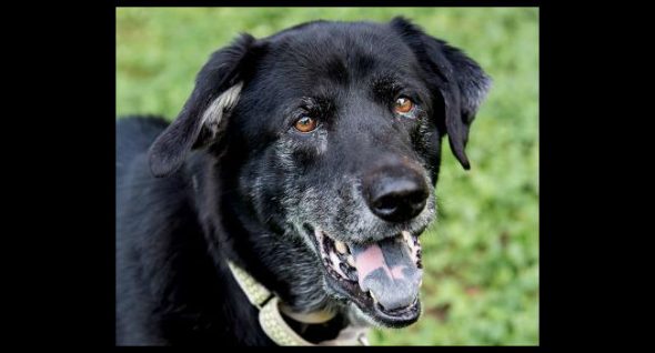 You need a little Havoc in your life. Won’t someone adopt this sweet senior?