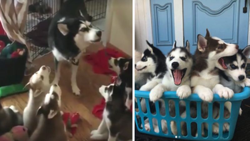 Husky Mom Leads Adorable Session To Teach Her Puppies To Howl