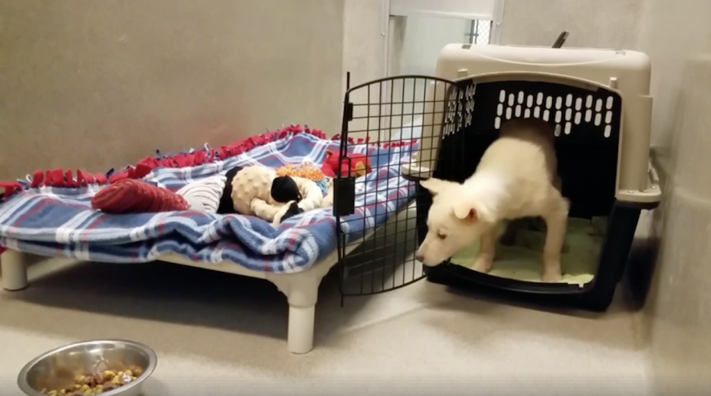 Rescue Dog Hesitant To Leave Crate And Take First Step Toward New Life