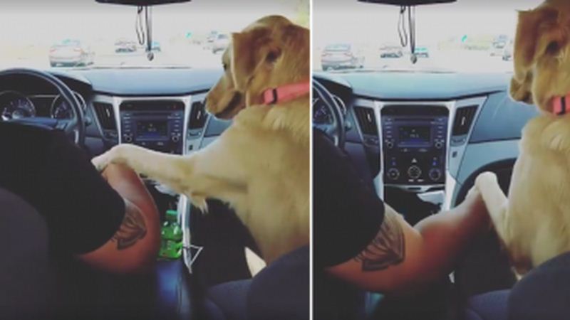 Lucy Insists On Holding Dad’s Hand, Turns Around And Gives Mom A Mischievous Look