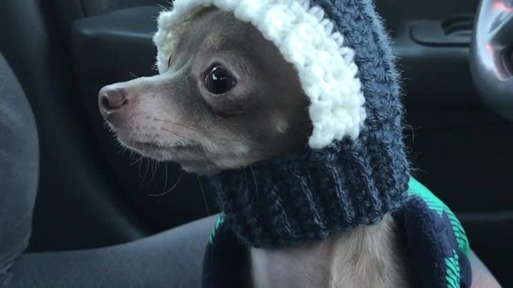 Chihuahua Is Vigilantly Keeping A Lookout For His Human Dad