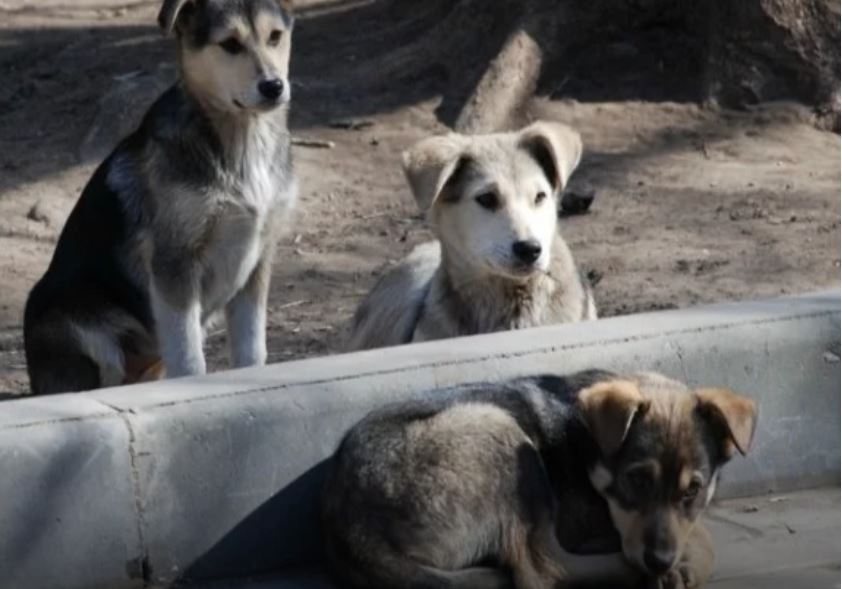 Passerby Hears Crying Then Notices Some Dogs Guarding A Blanket