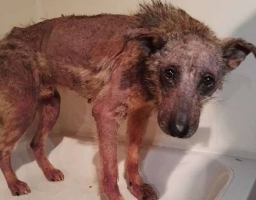 A Rescue Dog That’s Almost Starved To Death Received A Second Chance