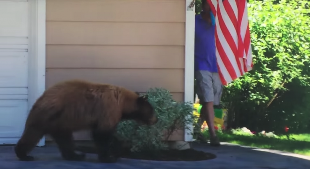 Man And Bear Have The Same Reaction To Running Into Each Other