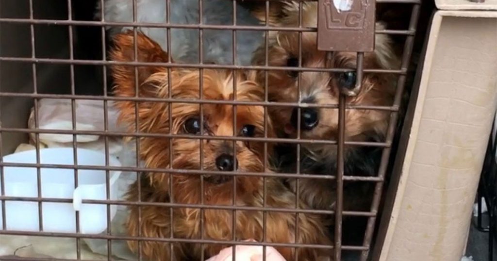 More than 100 dogs rescued from Midwestern puppy mills will get a second chance in Colorado.