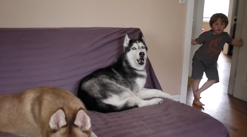 Boy Doesn’t Want Potatoes, So Dad Asks The Husky If She Wants Them