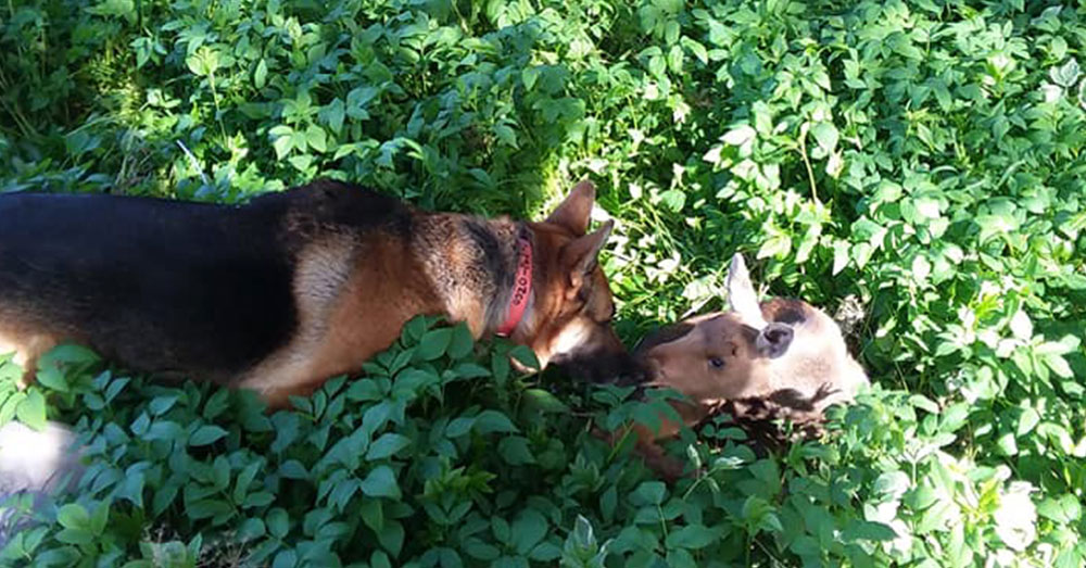 Woman Spots Abandoned Baby Animal & Her German Shepherd Finds New Bestie.