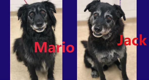 Lab Report: Bonded brothers Mario & Jack have found themselves in rescue at age 12