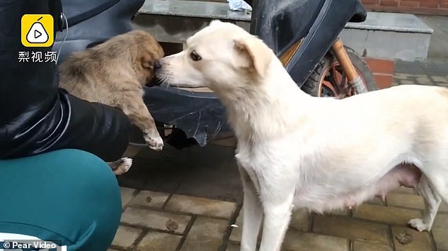 Heartbreaking moment mother dog gives her just adopted puppy one last kiss