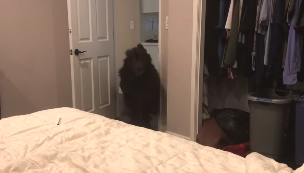 Giant Newfoundland Always Has One Last Burst Of Energy Before Going To Bed