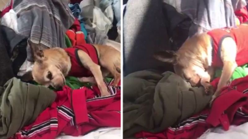 Sad Dog Rediscovers A Smell He Thought He’d Never Smell Again