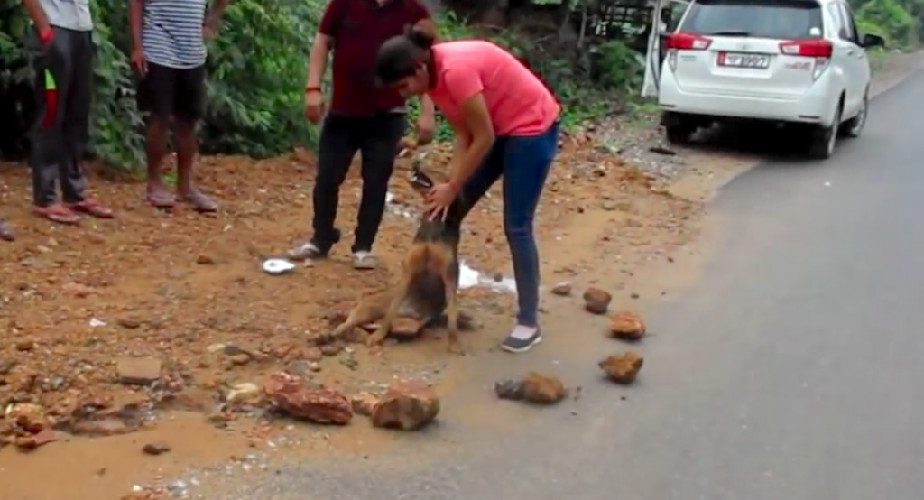 Dog Found Lying In The Road With Stones Around Him Needed Help In The Worst Way