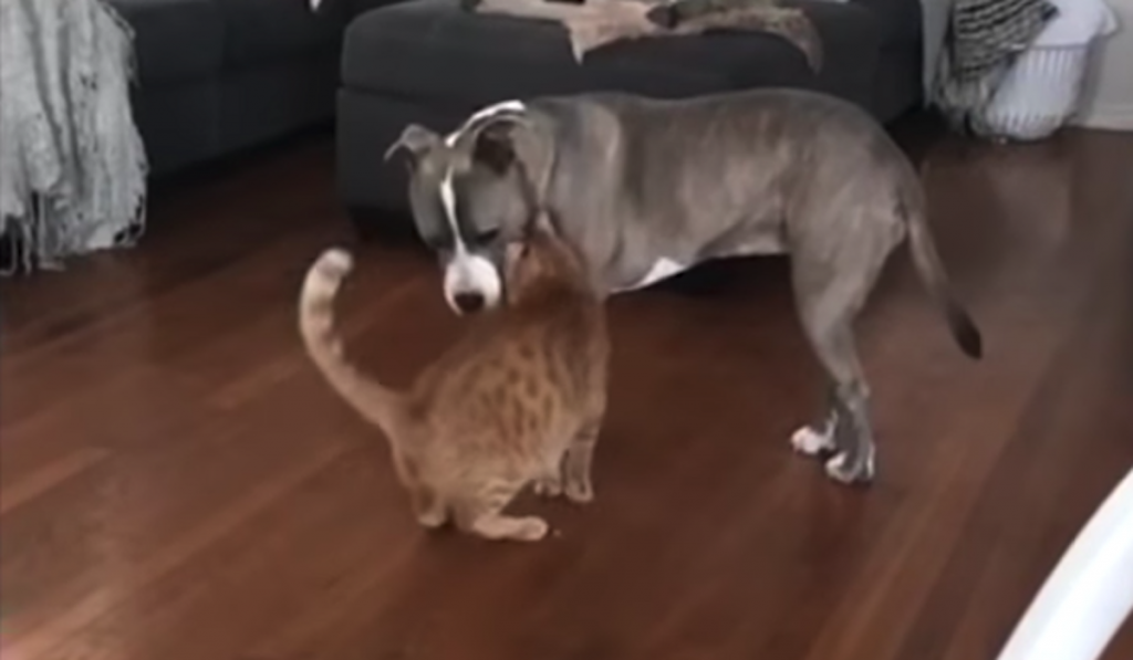 Pit Bull Caught In The Act Being Nice To The Cat, Instantly Regrets It