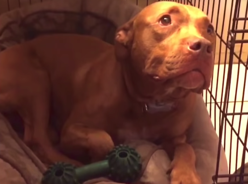 Pit Bull Refuses To Go To Sleep Until She Gets Her Lullaby