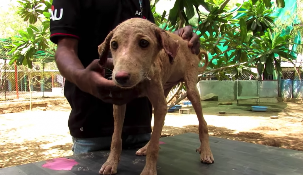 Puppy Found On The Streets Gives Rescuers A Look As If He’s Asking For Help