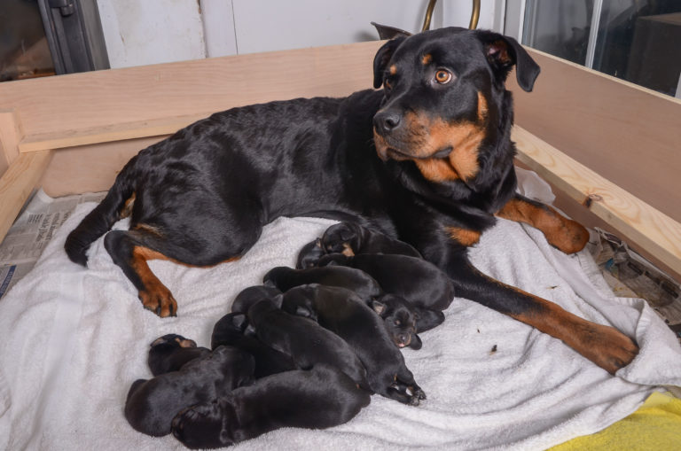 Rottweiler Goes Into Labor As Expected, But The Puppies Keep On Coming