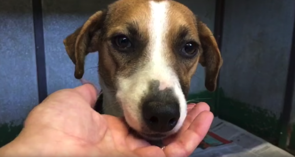 Dog With Cancer Is About To Be Put Down, And She Starts Wagging Her Tail