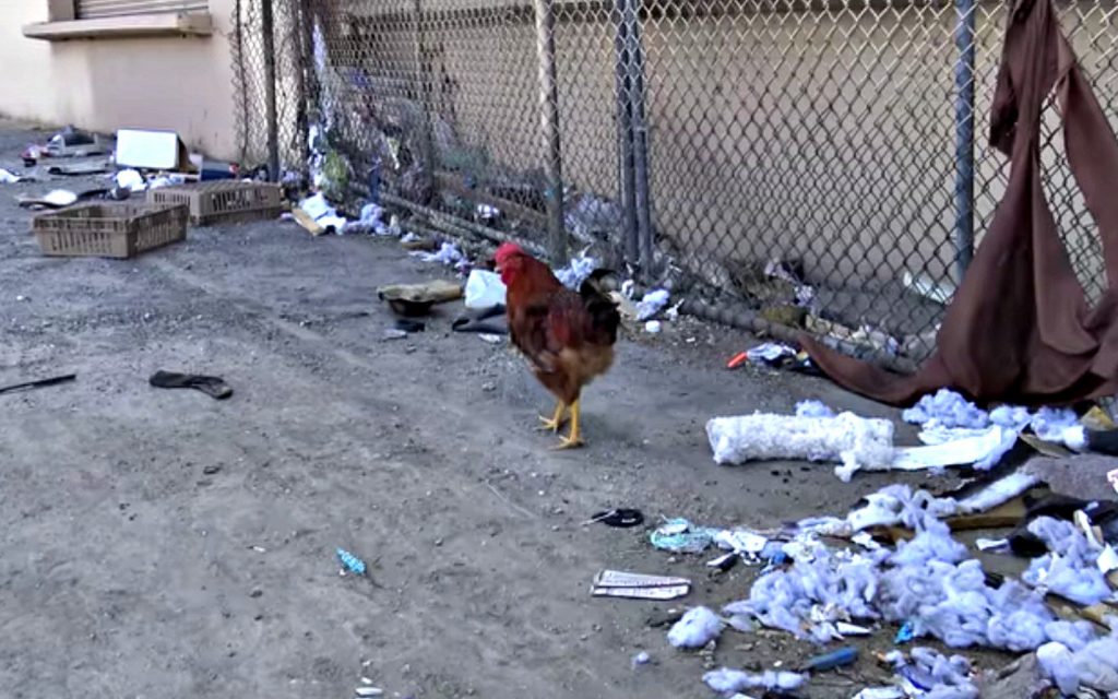 A rooster escapes from a slaughterhouse – the end of the story is UNREAL!