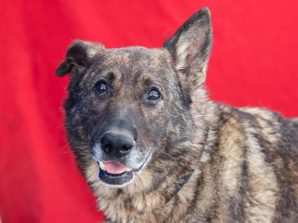 Sweet senior shepherd longs for a loving home