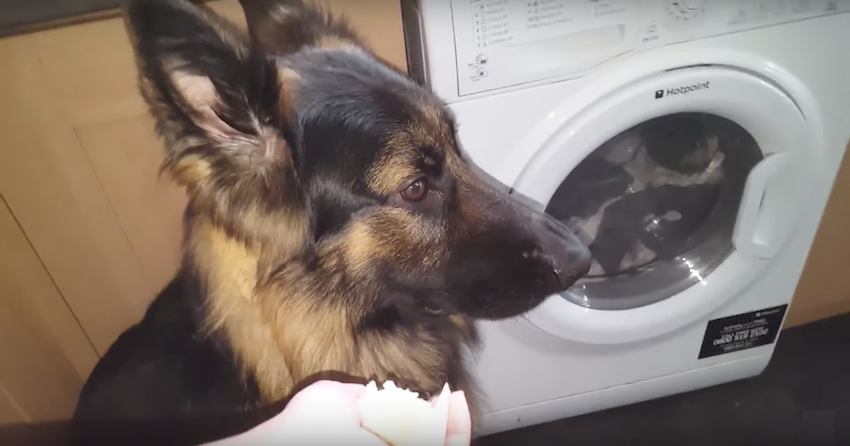 Guilty Dog Refuses To Make Eye Contact When Approached About The Mess He Made