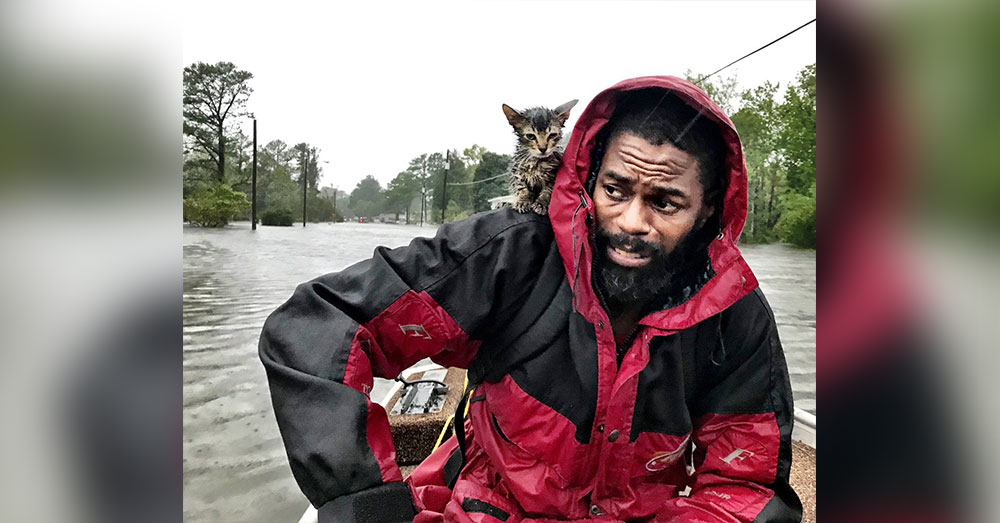 ‘Survivor’ Kitten Clings To Man’s Raincoat As They Escape Hurricane Florence