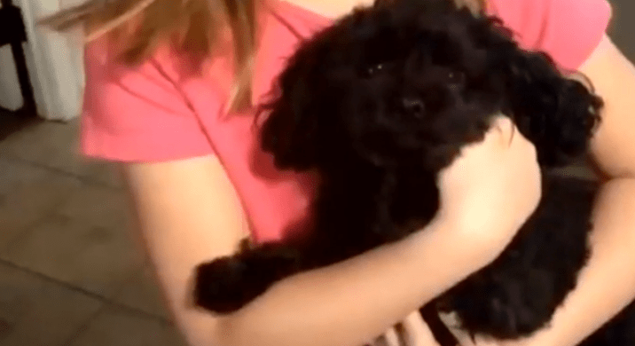 A hero – small dog saves family after bear walked into their home