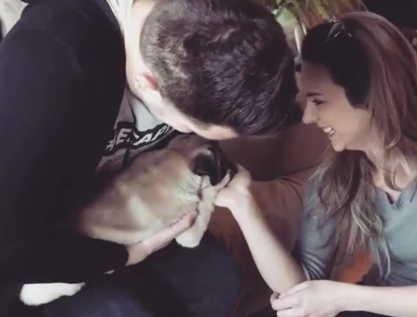Extremely spoiled pug overly-pampered by owners