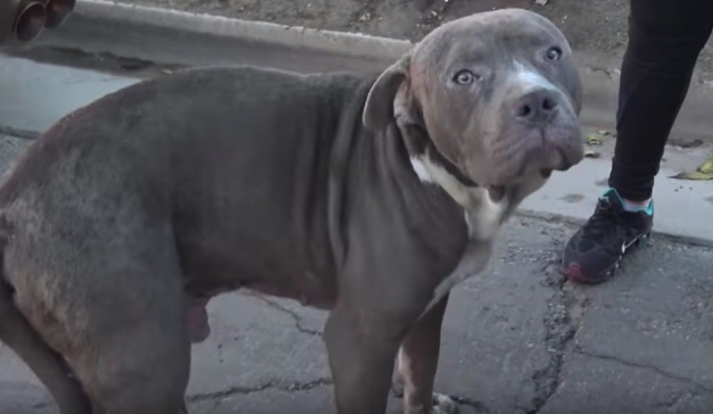 Abandoned Pit Bull Finds That There Are Still Amazing People In The World