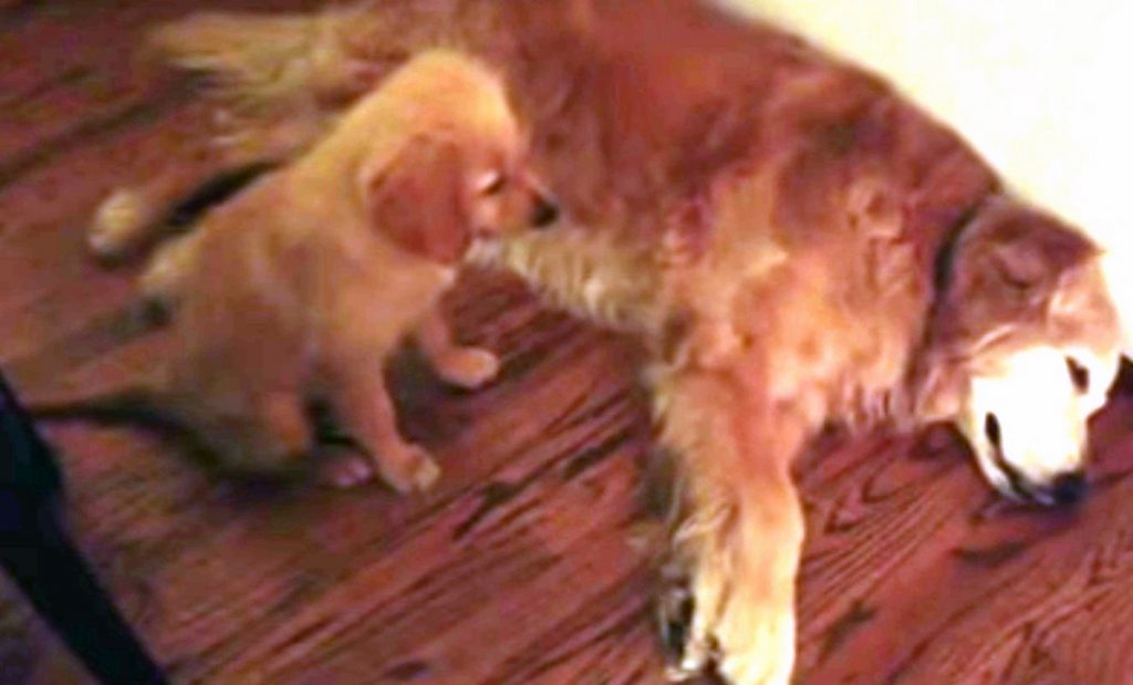 Puppy Comforts Older Dog When She Notices Him Having a Nightmare