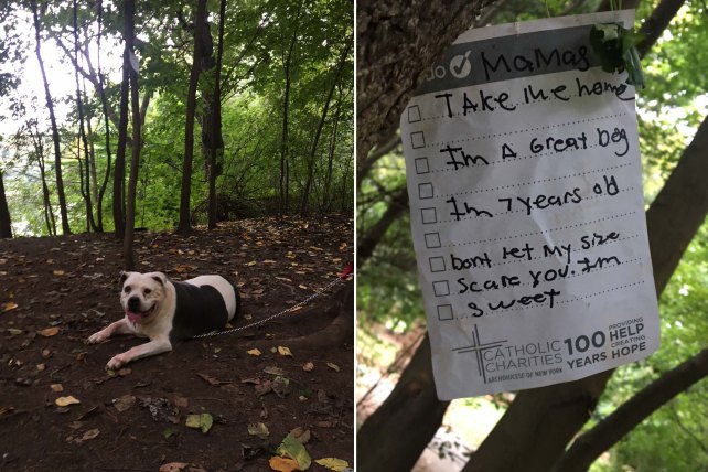 Dog left tied to tree in Brooklyn with sign reading ‘take me’
